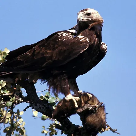 Al-mofrag Y El Mirador De Monfraguee *