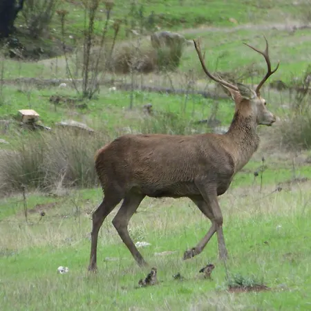 Al-mofrag Y El Mirador De Monfraguee ビジャレアル・デ・サン・カルロス