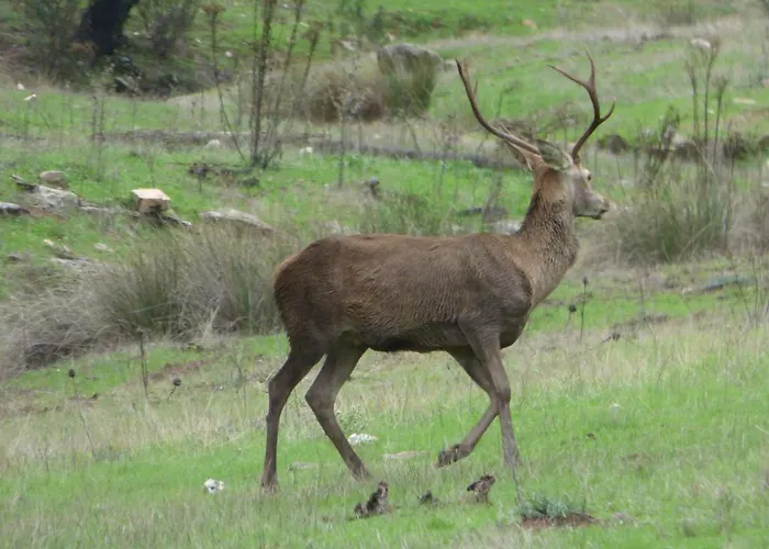 Al-mofrag Y El Mirador De Monfragüe Villarreal de San Carlos